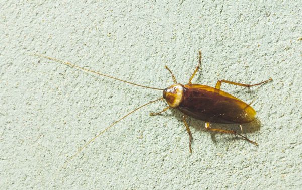 Asian cockroach