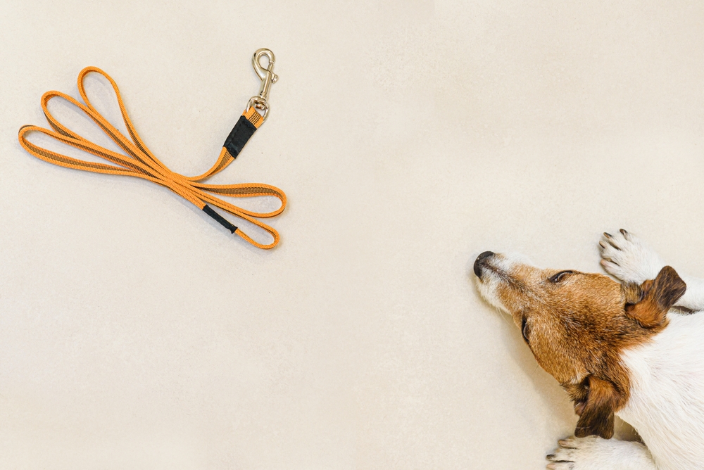 jack russell lying and looking at leash