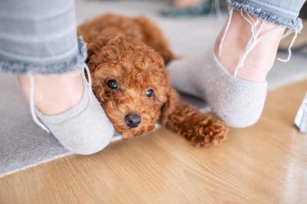 small brown poodle at owner's feet