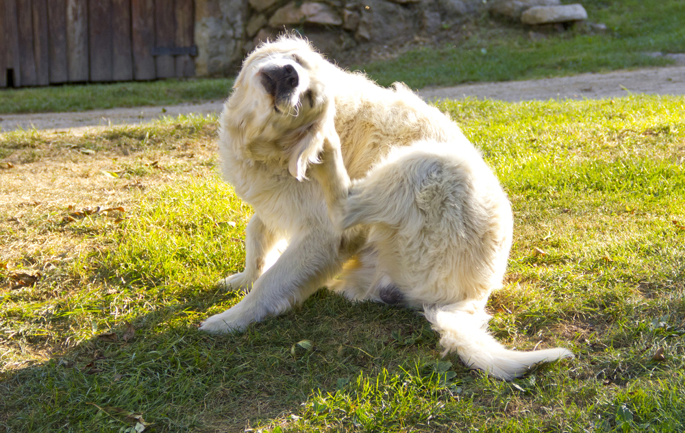 Golden Retriever scratching itself on the grass