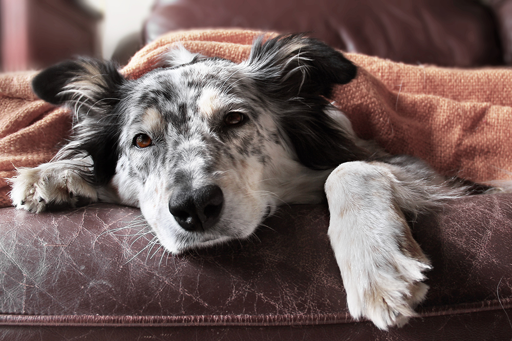 sick old dog on the couch with blanket