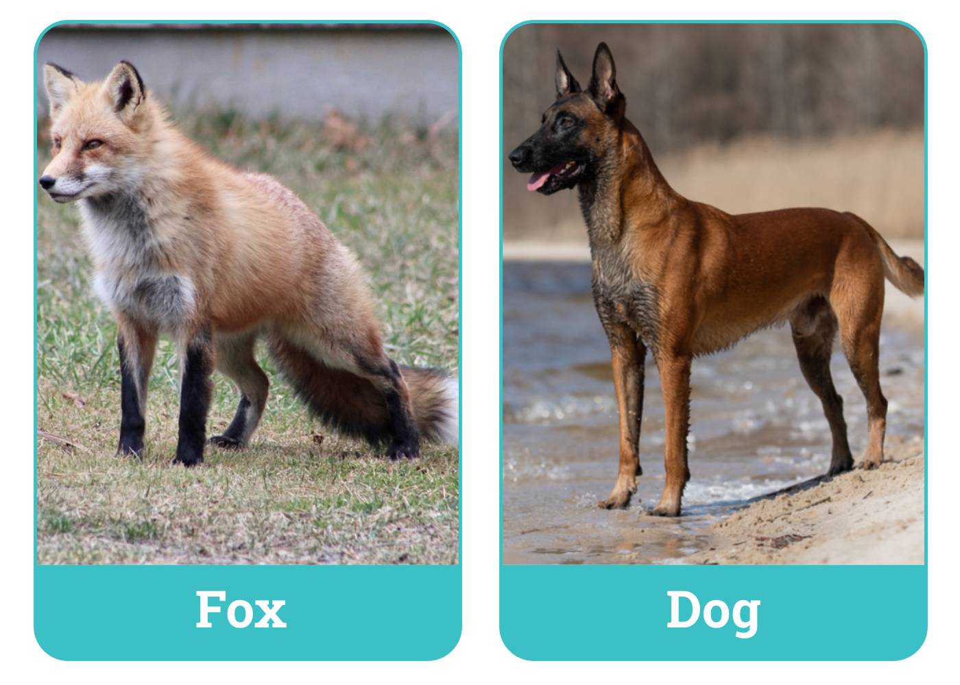 Side by Side -Dog vs Fox