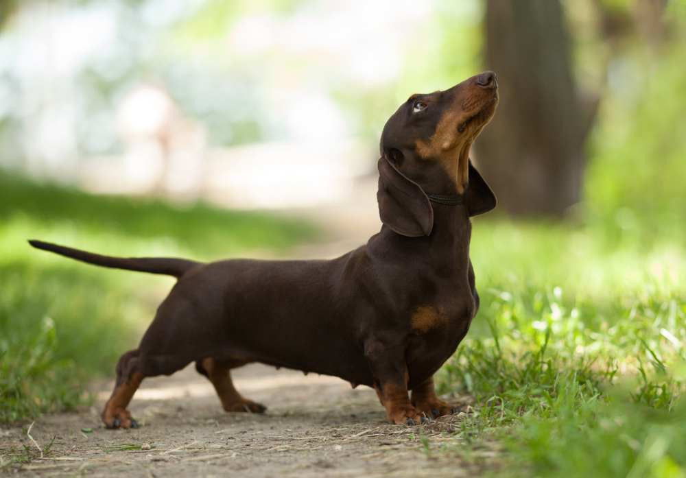 side view of a dachshund dog