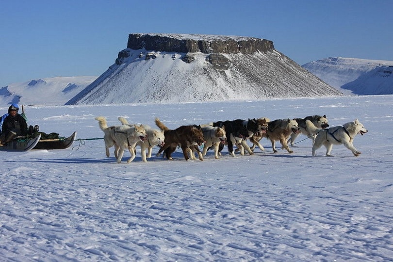 Sled Dogs_Fährtenleser_Wikimedia