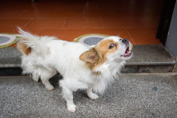 small dog barking by the door