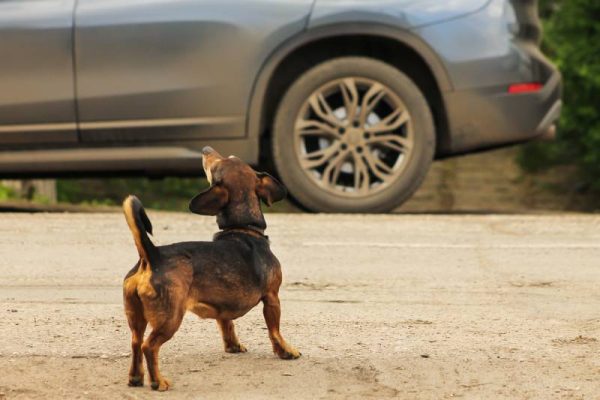 small dog barks at the car