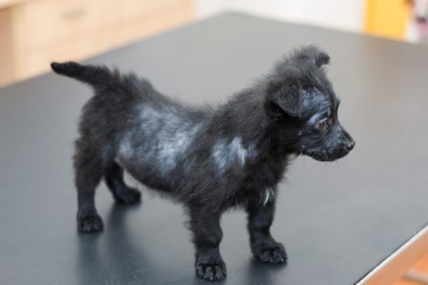 small dog with generalized demodectic mange