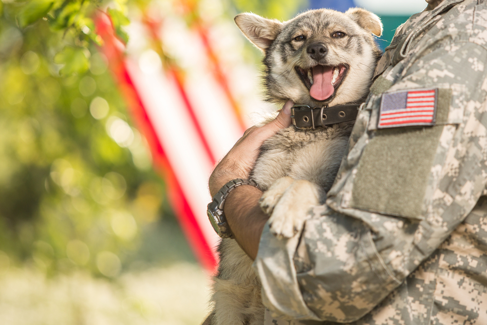 Soldier with military dog outdoors