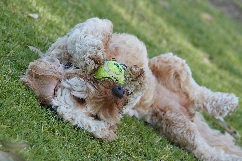 spoodle dog playing with ball