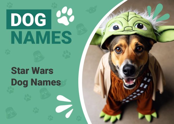 Star Wars Dog Names