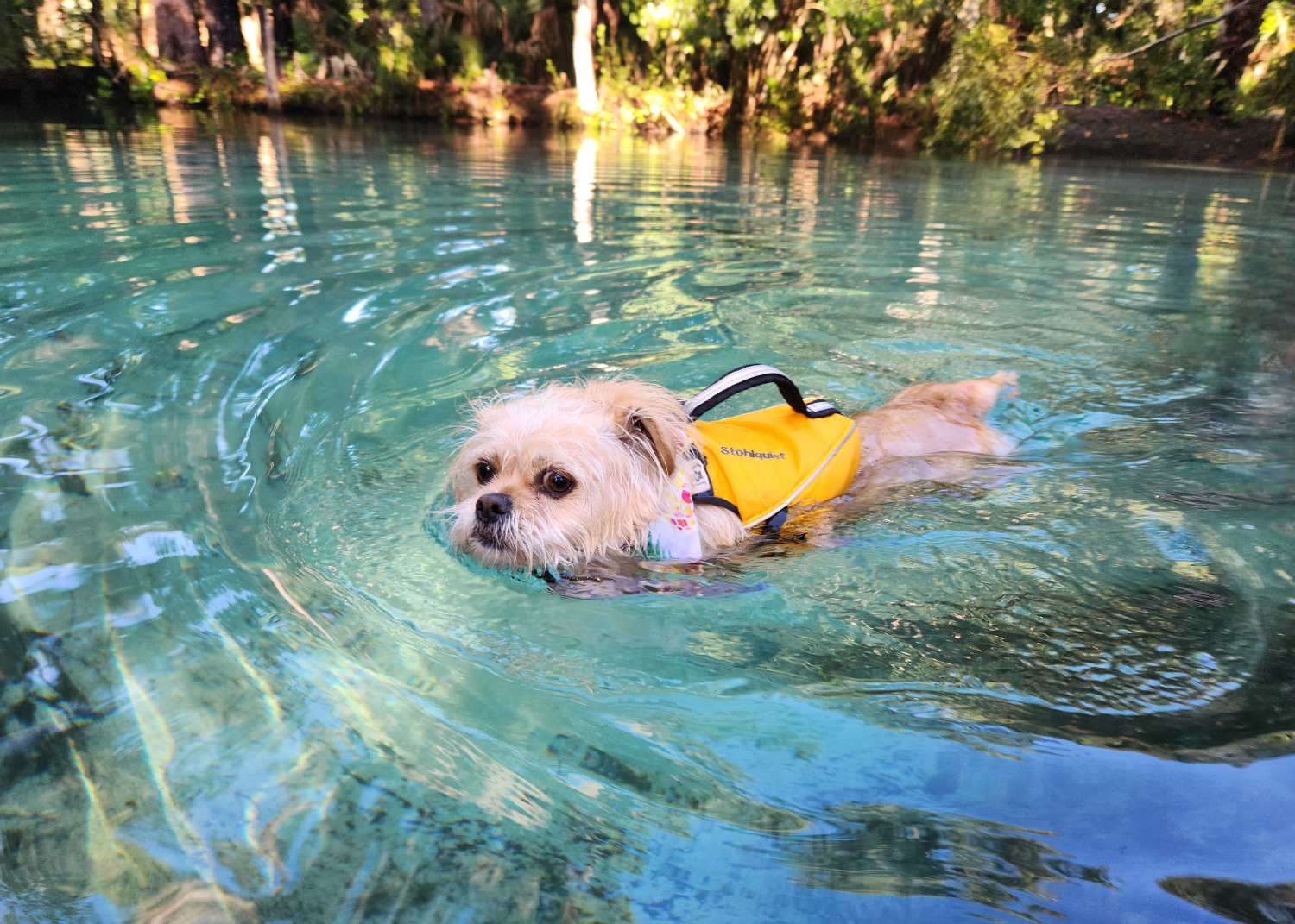 Stohlquist Dog Life Jacket - candy swimming with the product on