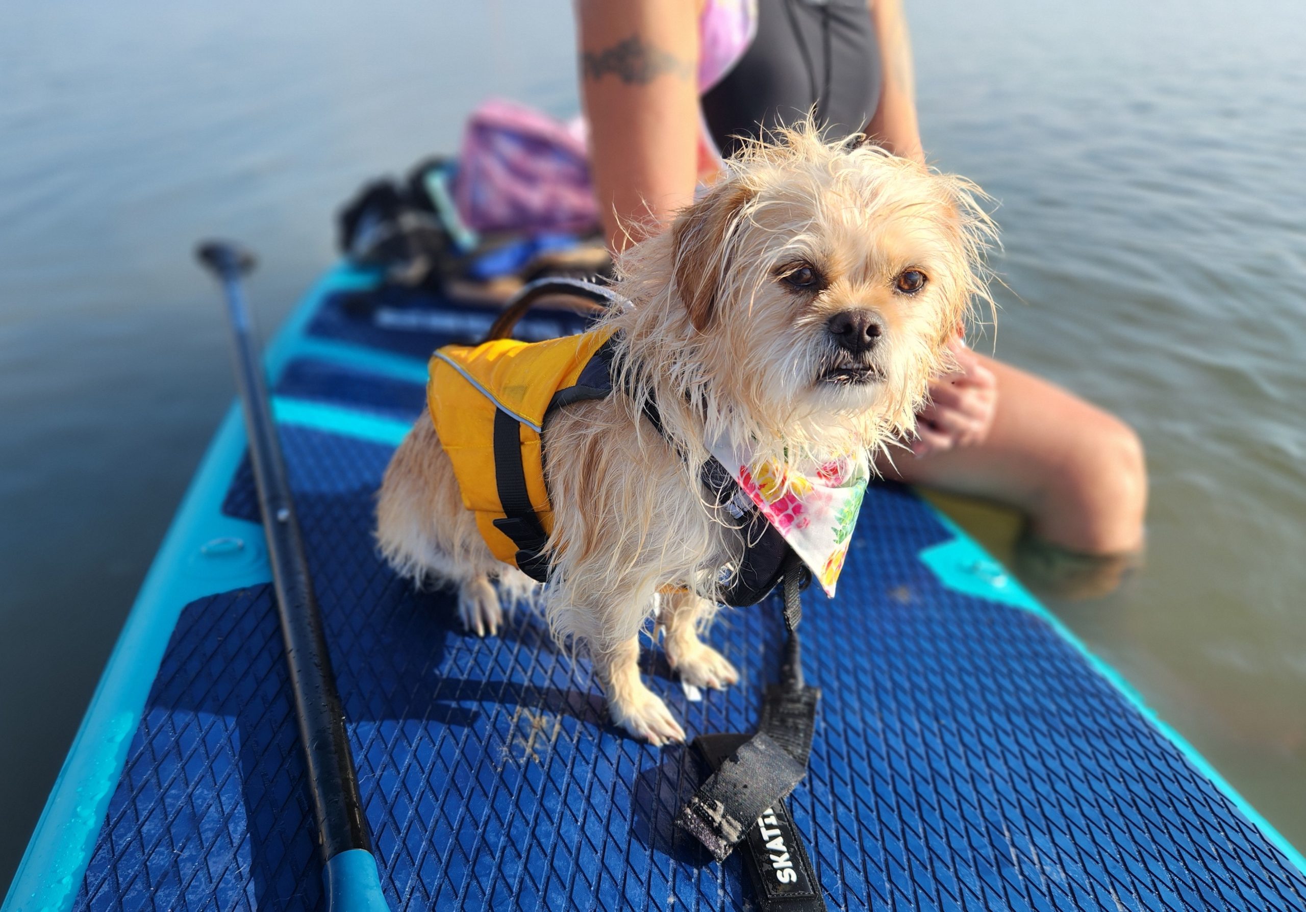 Stohlquist Dog Life Jacket - candy on a paddle board 