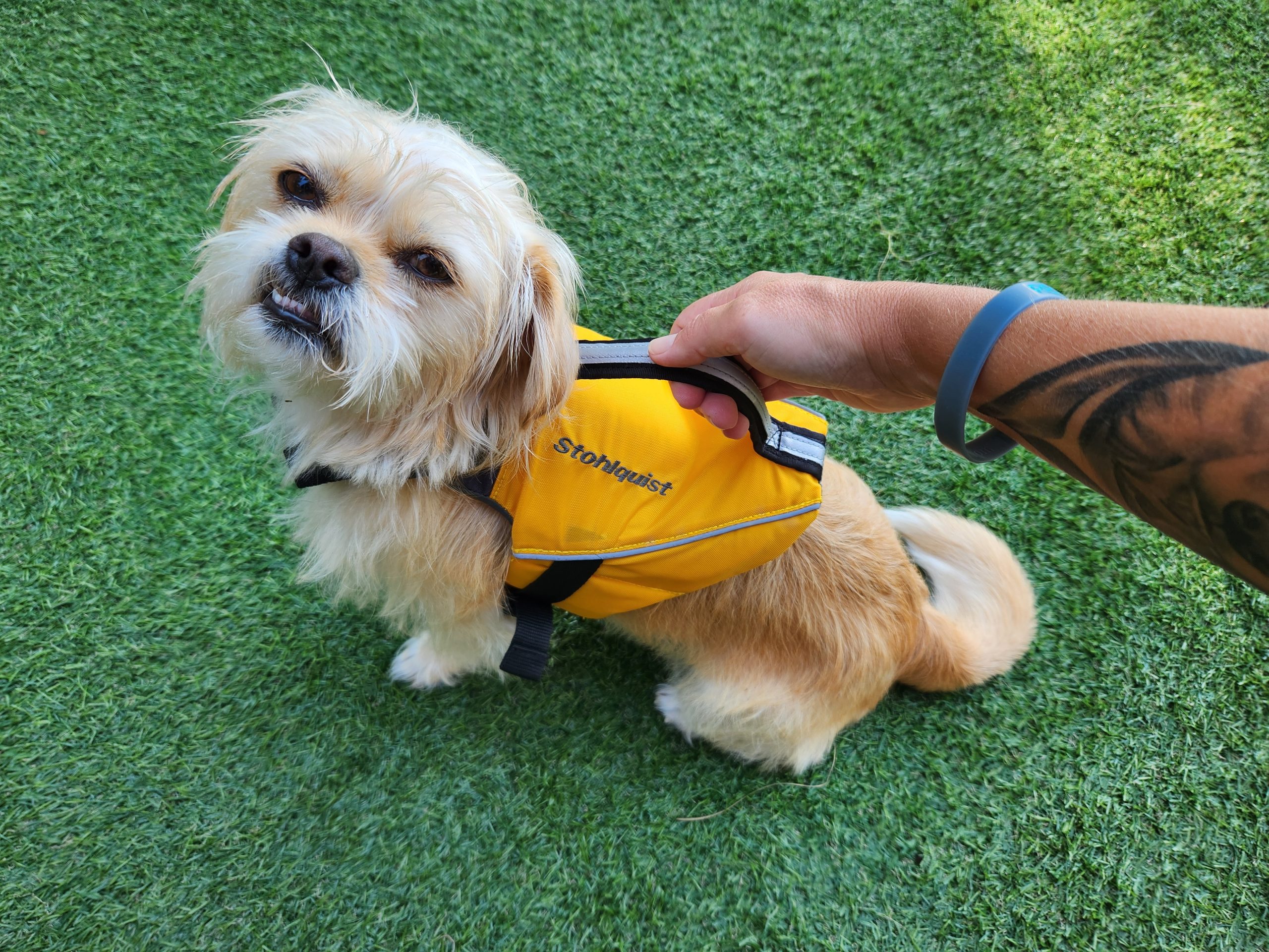 Stohlquist Dog Life Jacket - candy in the yard