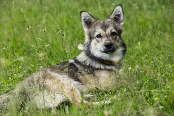 Swedish Vallhund