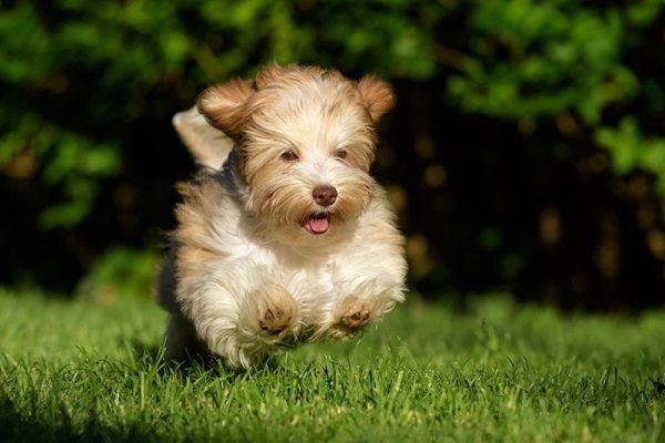 Teacup Havanese running in the yard