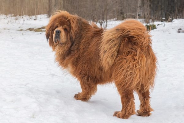 tibetan mastiff standing in snow