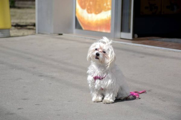 tied dog outside a store