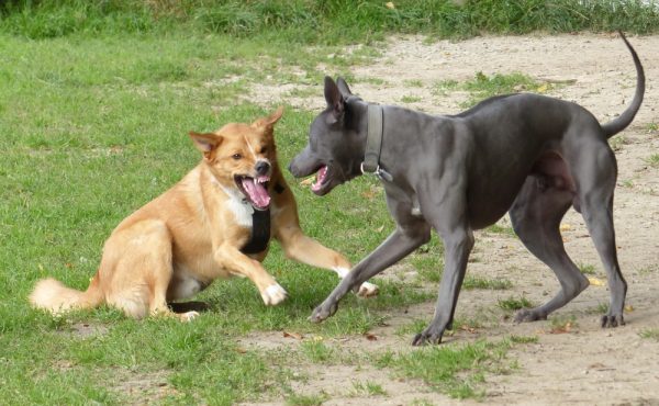 two-dog-fighting-outdoor