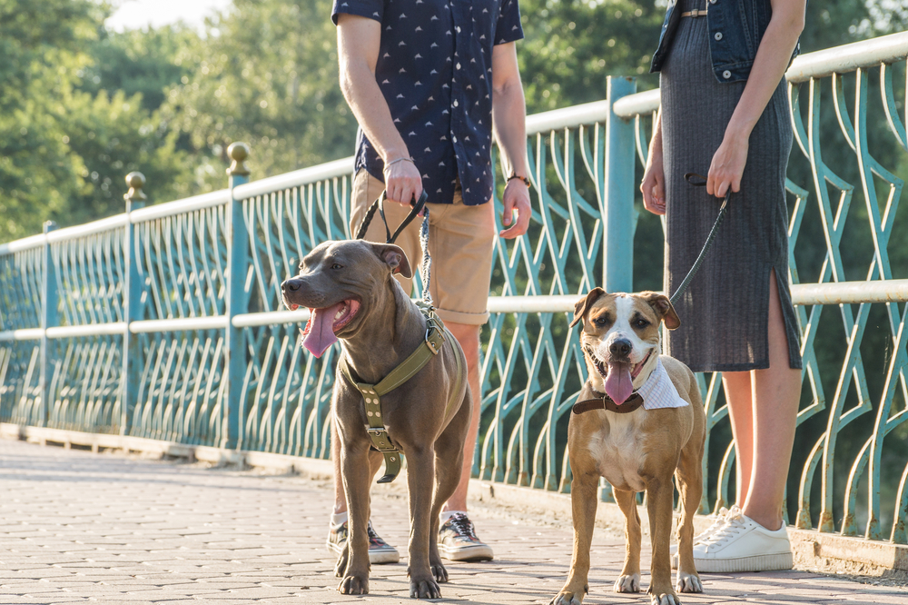 two dogs and their owners talking while on the walk outdoor