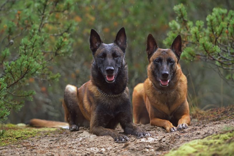 Two obedient wet Belgian Shepherd Malinois dogs with chain collars