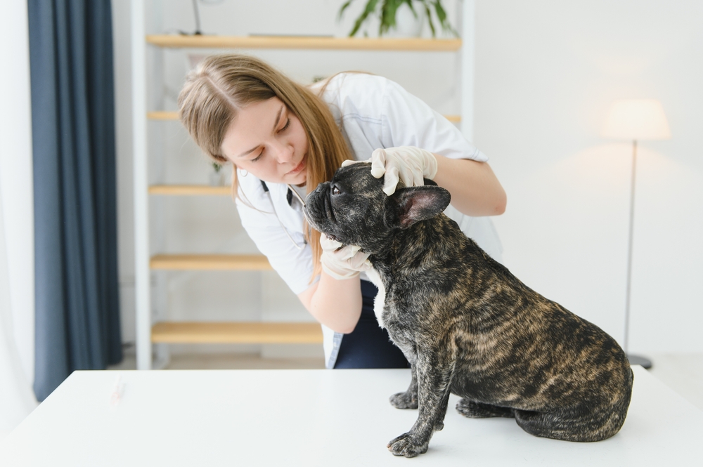 vet checking the teeth of french bulldog at the clinic