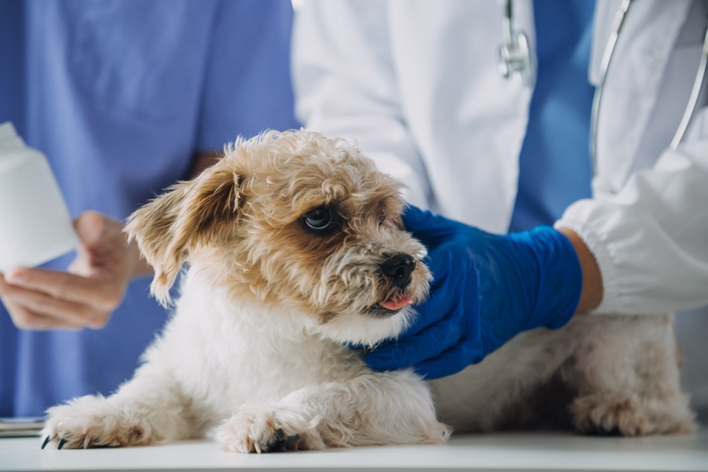 vet checking up the dog