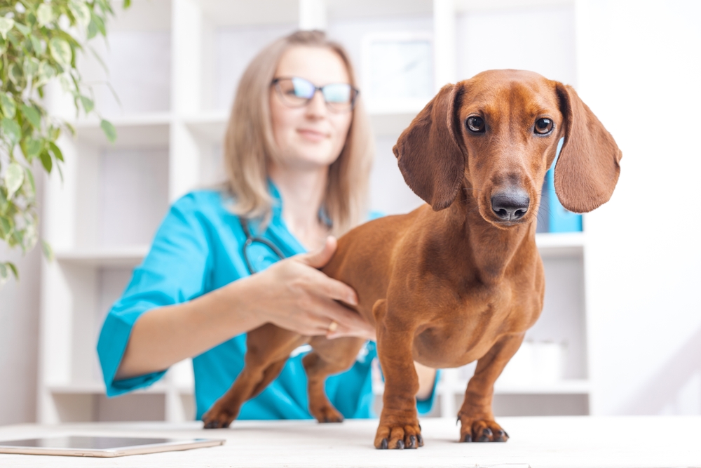 Vet checks up Dachshund on the table