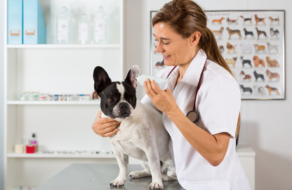 vet-cleaning-french-bulldog-ears