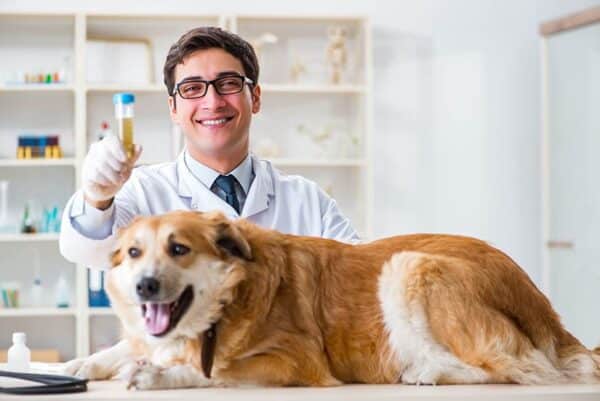 vet holding urine sample of a golden retriever