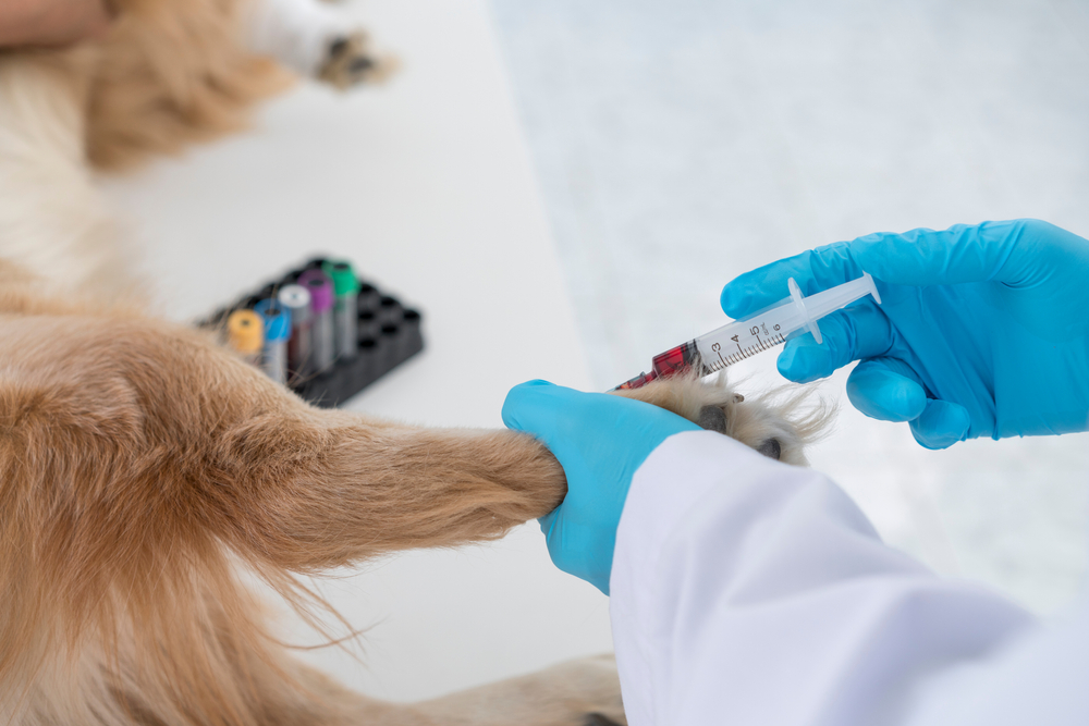 vet taking blood sample from a dog