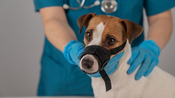 veterinarian examines a Jack Russell Terrier dog wearing a cloth muzzle