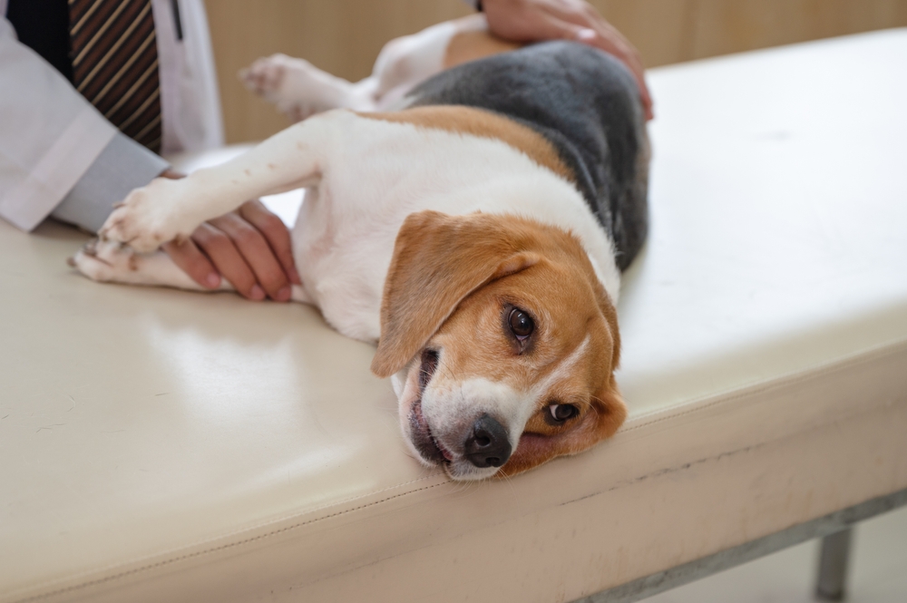 veterinarian examining a beagle dog