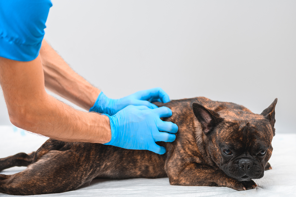 veterinarian giving french bulldog a back massage