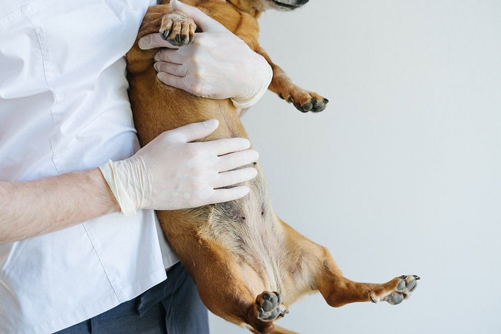 close up of french bulldog dog being held by veterinarian doctor at vet clinic