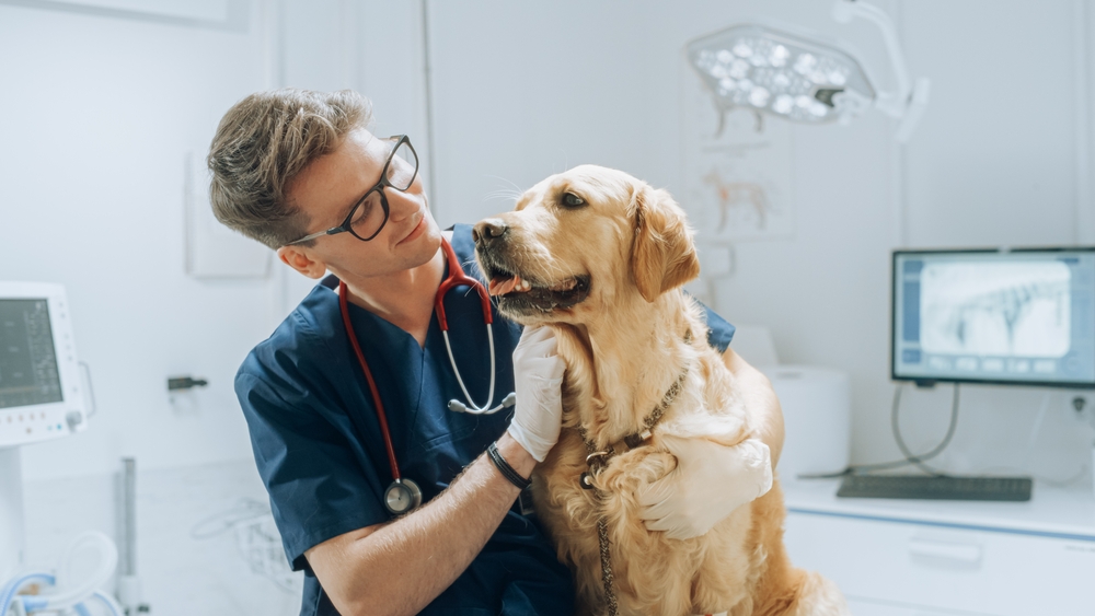 Veterinarian Petting a Noble Golden Retriever Dog