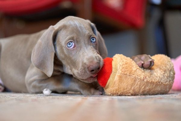 Weimaraner Nooking Dog Sucking Chewing Toy