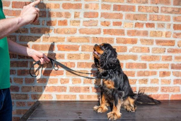 well behaved Cavalier King Charles Spaniel dog learns to sit and stay paying attention to her owner