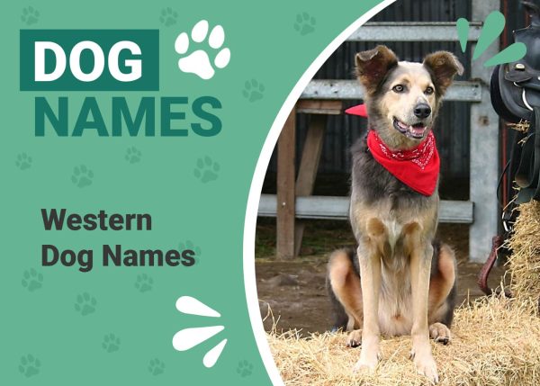 Western Dog Names