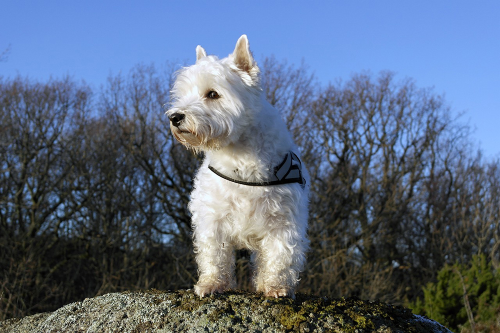 westie dog at the park