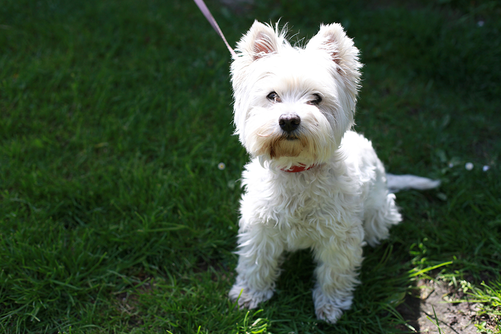 westie dog with leash sitting on the grass