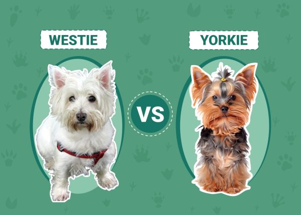 Westie vs Yorkie