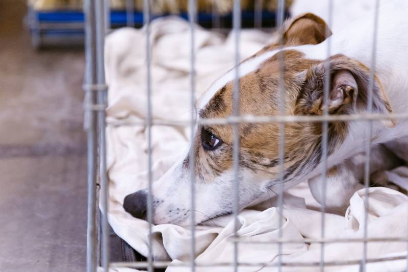 whippet dog in a crate