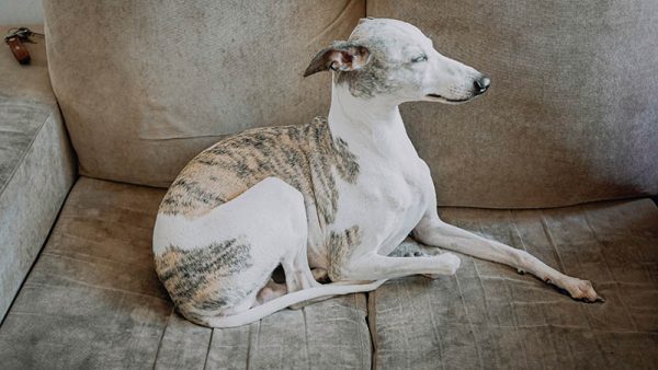 Whippet resting on cozy sofa at home