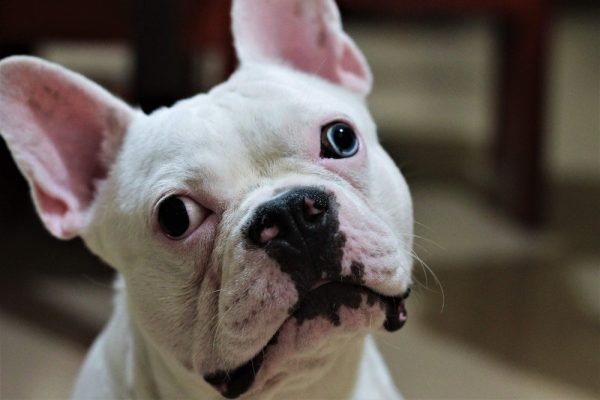 White french bulldog