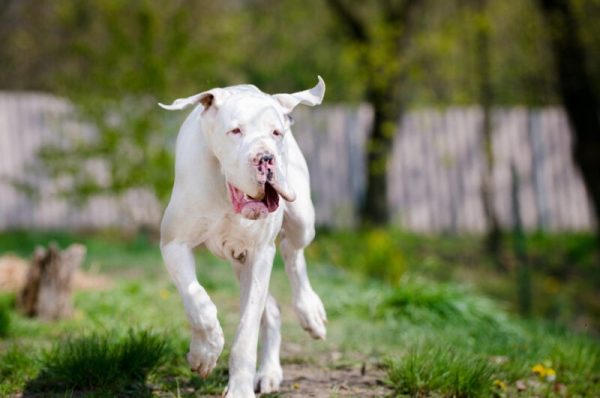 White great dane running