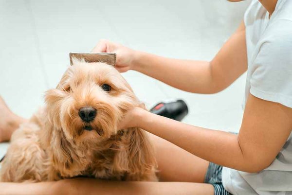 woman brushing cocker spaniel