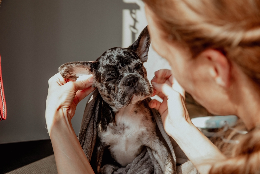 woman-cleaning-french-bulldog-ears