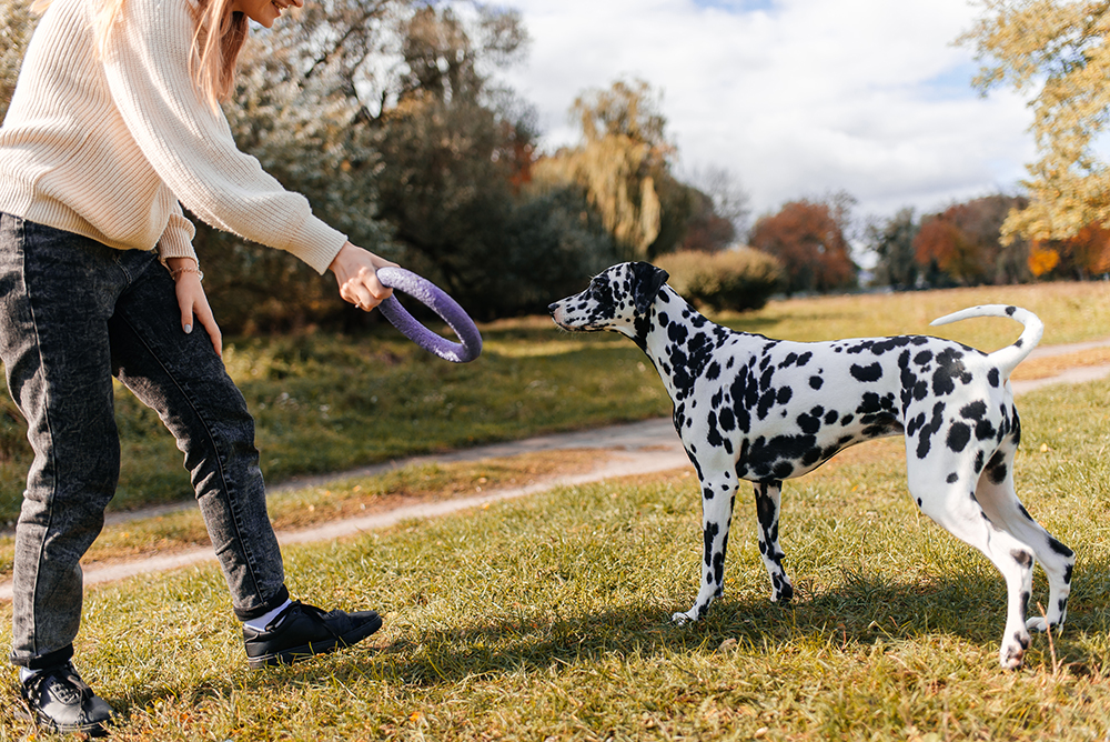 woman playing fetch with dalmatian dog