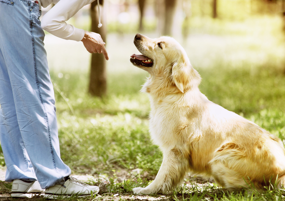 woman training a golden retriever dog