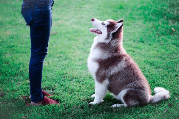 woman training her young dog